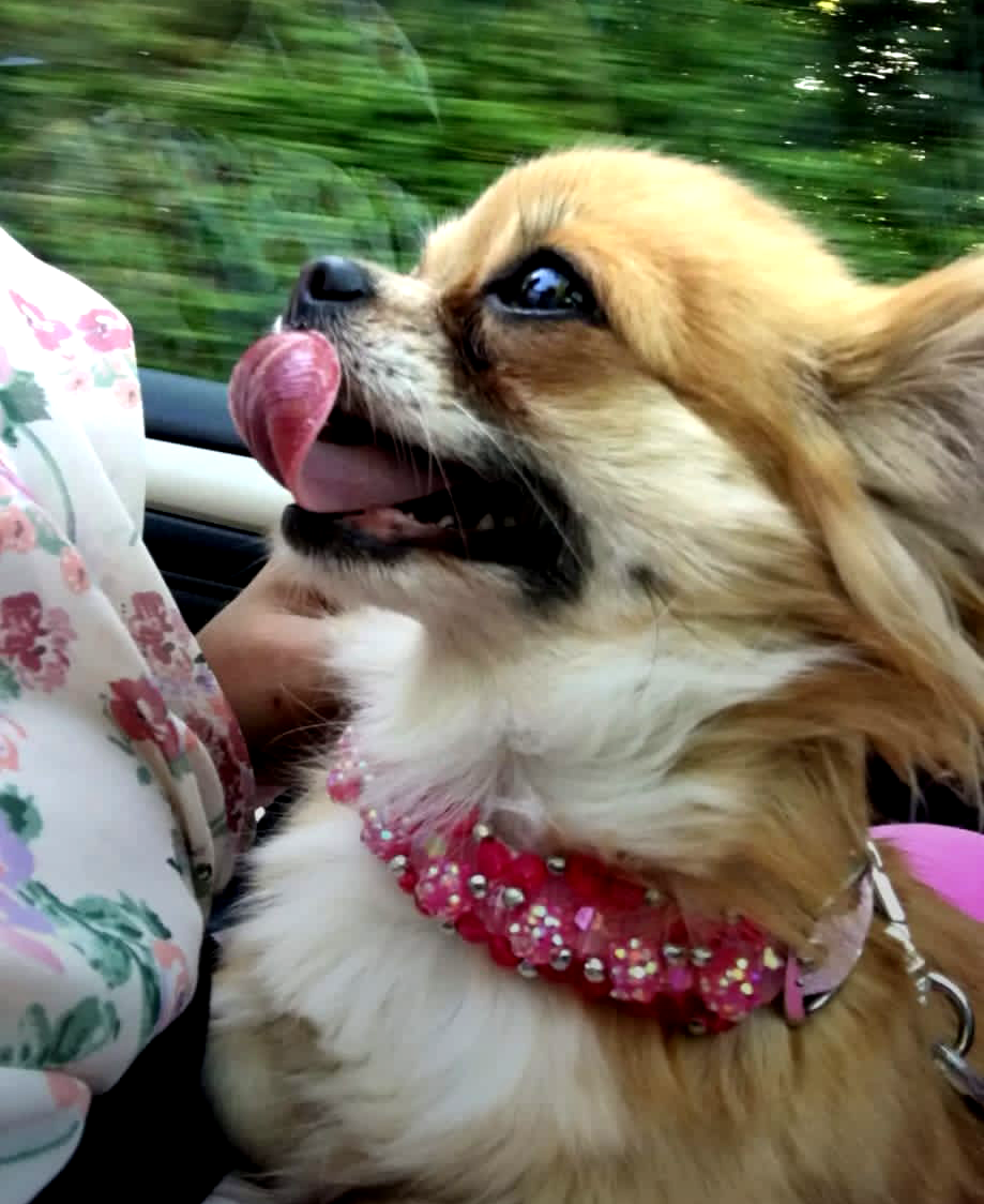 Bonnie the Playful Dog