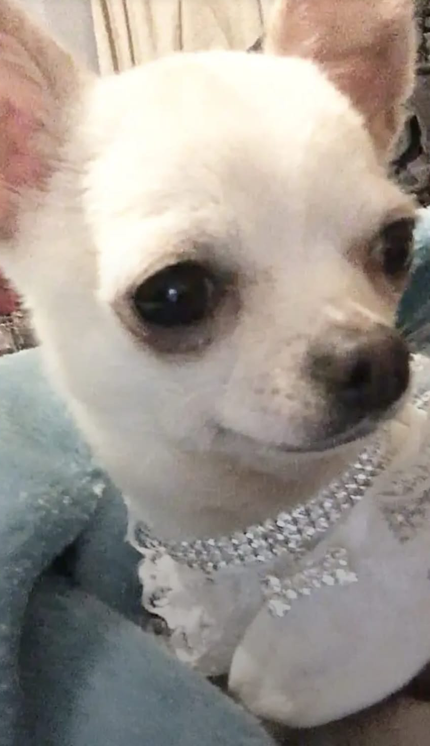 Princess the Gentle Dog