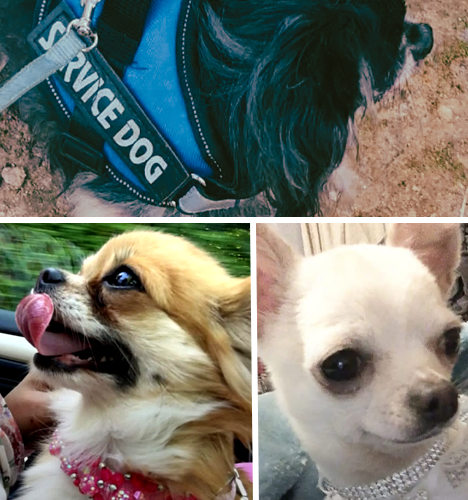 Dog Therapy for Elderly
